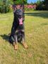 German Shepherd Dog