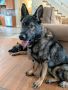 German Shepherd Dog