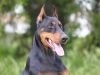 Doberman Pinscher