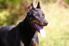 Beauceron
