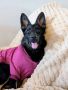 German Shepherd Dog