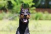 Doberman Pinscher
