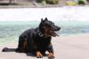 Beauceron
