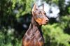 Doberman Pinscher