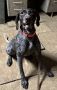 German Shorthaired Pointer