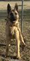 Cross Breed