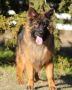 German Shepherd Dog