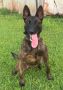 Dutch Shepherd