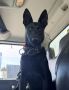 Belgian Malinois