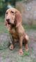 Bloodhound