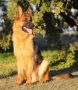 German Shepherd Dog