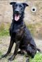 Dutch Shepherd
