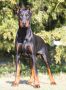 Doberman Pinscher