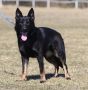 German Shepherd Dog