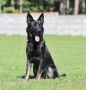 German Shepherd Dog