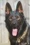 German Shepherd Dog