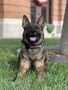 German Shepherd Dog