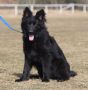 German Shepherd Dog
