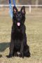 German Shepherd Dog
