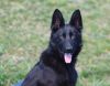 German Shepherd Dog