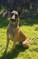 Belgian Malinois