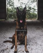 Belgian Malinois