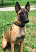 Belgian Malinois