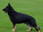 German Shepherd Dog